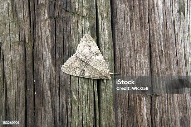 Falena Camouflage - Fotografie stock e altre immagini di Ambientazione esterna - Ambientazione esterna, Animale, Animale in cattività