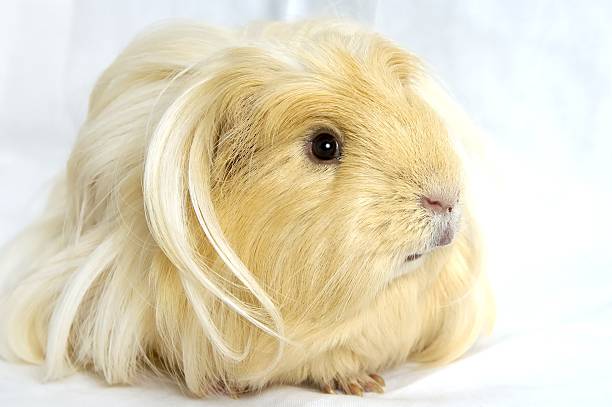 istock Close-up of a blond Guinea pig looking away from camera  183260942