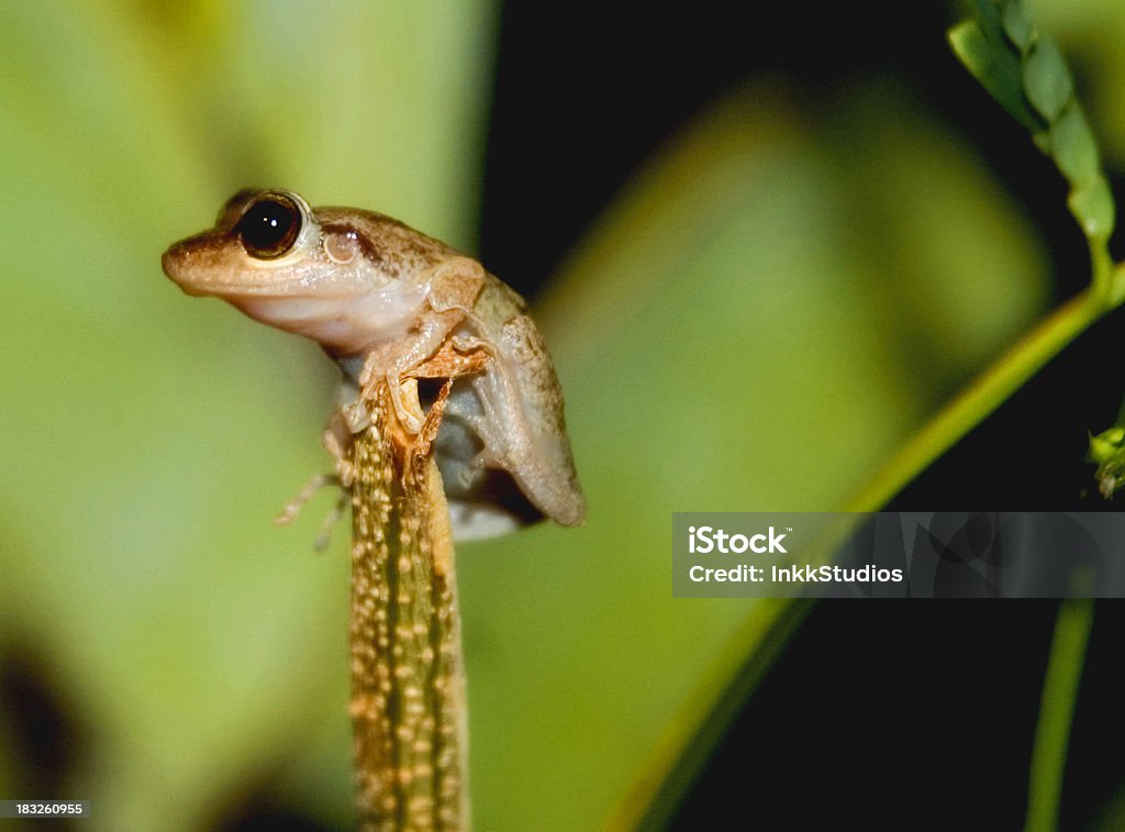 Frog in the Rainforest Macro of a coqui perched on a plant in the middle of the rainforest. Coqui Frog Stock Photo