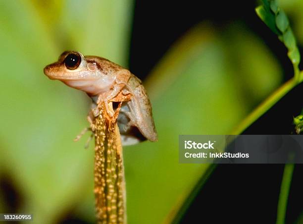 Frog In The Rainforest Stock Photo - Download Image Now - Coqui Frog, Puerto Rico, Tree Frog