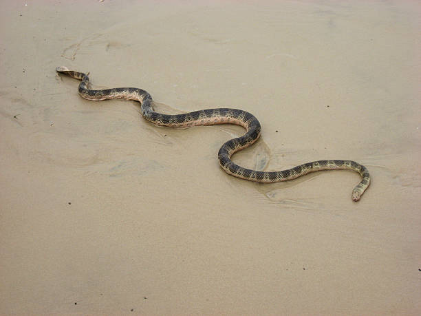 istock Deadly sea snake on wet sand 183261090