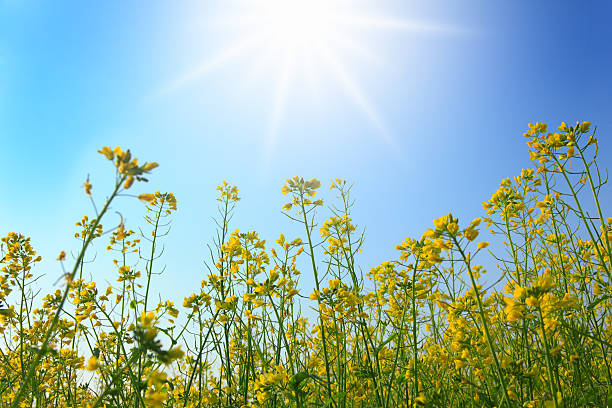 campo de mostaza - mustard plant mustard field clear sky sky fotografías e imágenes de stock