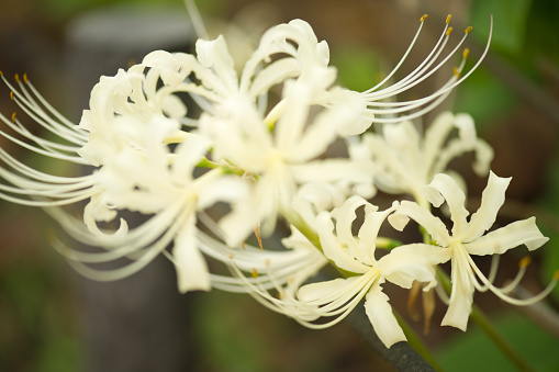 Macrophotography of a cluster amaryllis.