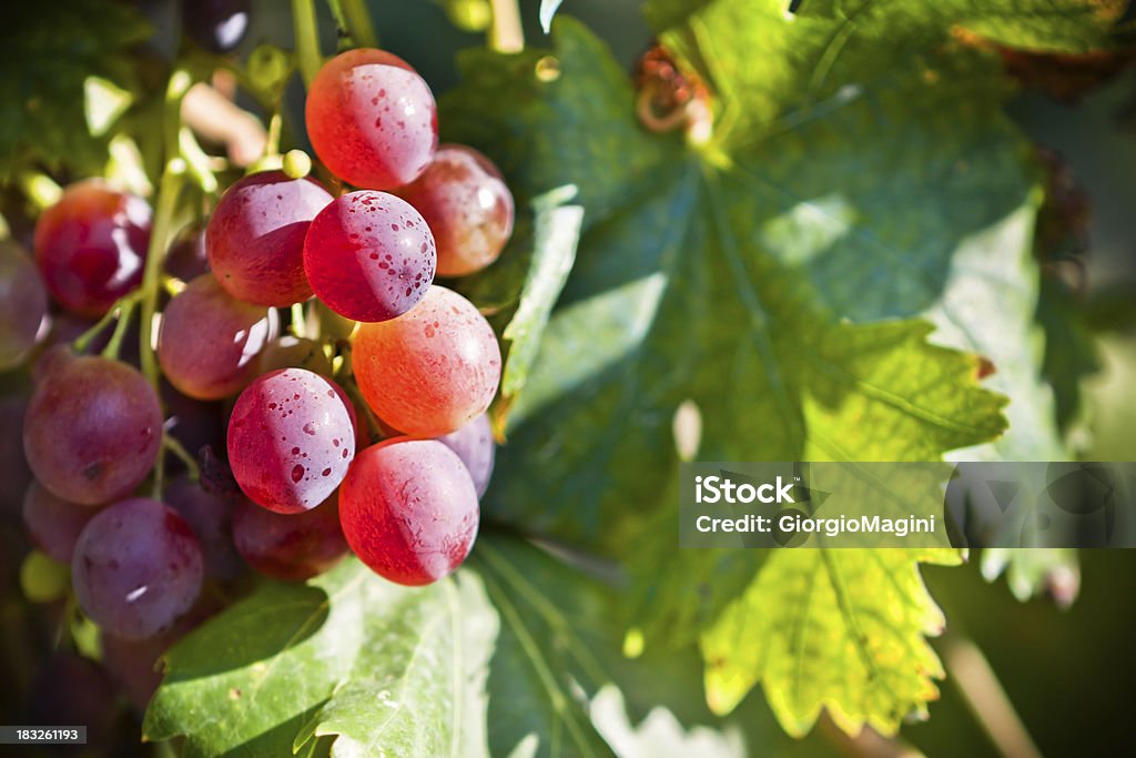 Centrarse en la Red uvas, región de Chianti en Italia - Foto de stock de Italia libre de derechos