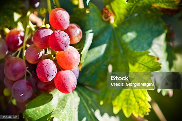 Centrarse En La Red Uvas Región De Chianti En Italia Foto de stock y más banco de imágenes de Italia