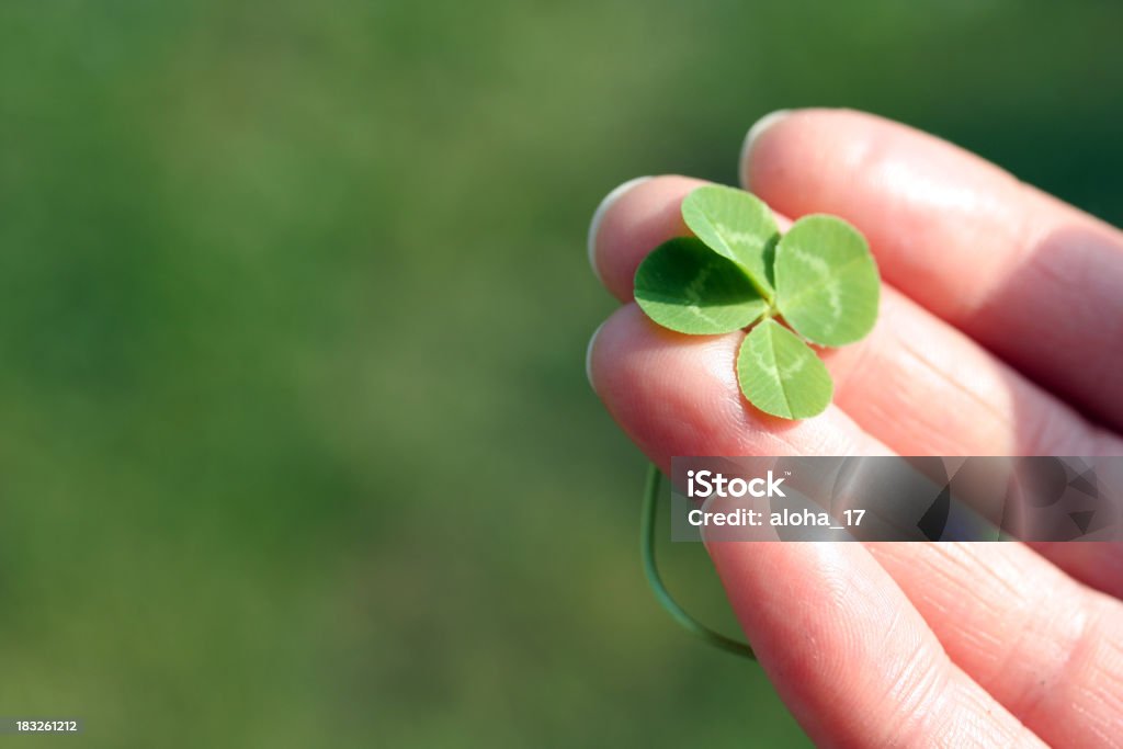 Поднимать luck - Стоковые фото Четырёхлистный клевер роялти-фри
