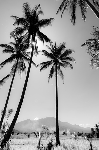 Palm trees ,Key West.