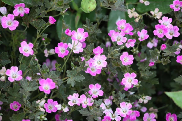 istock Pink Hardy Geranium cranesbill 'Orkney Cherry' in flower. 1832614386