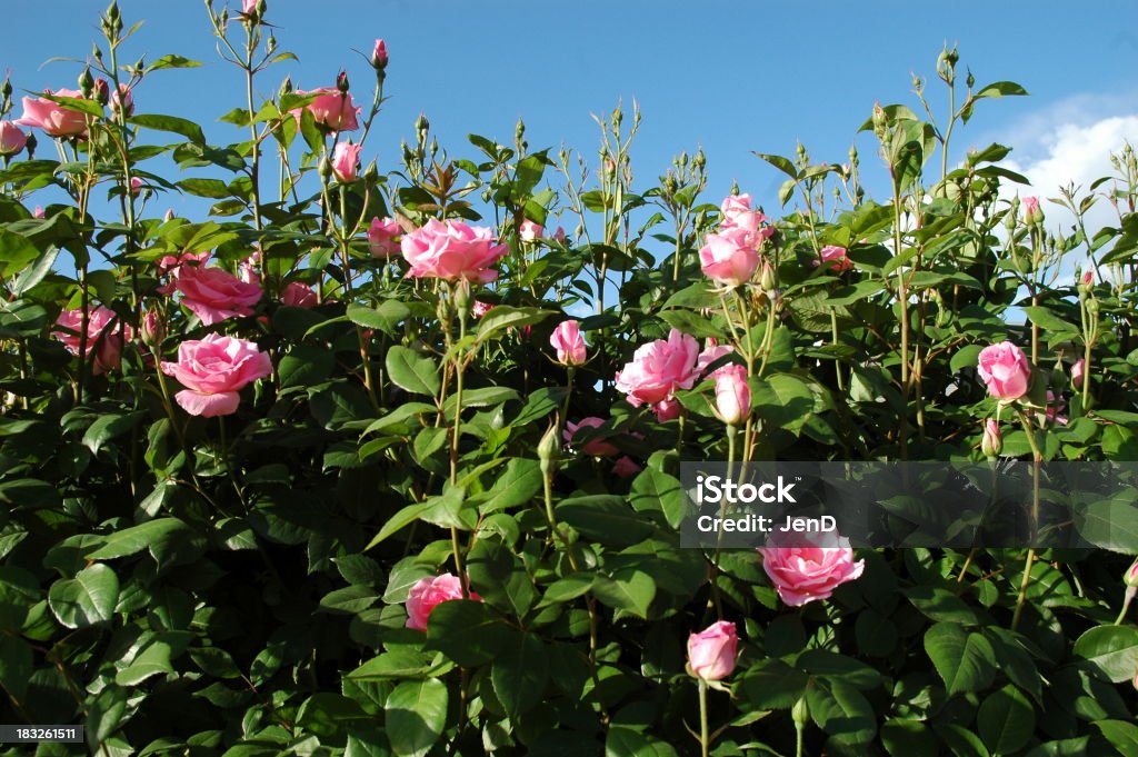 Angehende Rosen - Lizenzfrei Hecke Stock-Foto