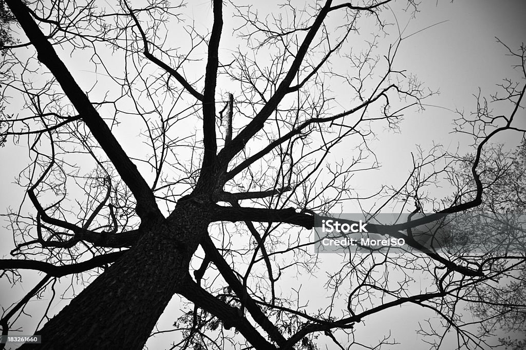 黒と白の冬の間に木の誰も - シルエットのロイヤリティフリーストックフォト