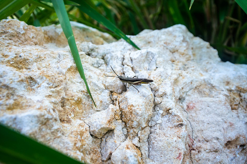 In this evocative tableau, a diminutive Oxya grasshopper claims its solitary throne atop a rugged stone, juxtaposed against the wild tapestry of the grass. The camouflaged insect, with its viridescent armor mirroring the verdant blades below, appears lost in contemplation. This photograph captures a fleeting moment of stillness in the grasshopper's otherwise lively existence. The fine detail of the creature's antennae and the delicate texture of its wings are thrown into sharp relief by the soft-focus background, where shades of green dance with the golden hues of sunlight. This is nature in its intricate intimacy—the small yet mighty lifeforms that thrive within it, and the subtle interplay of color and light that might ordinarily escape the eye