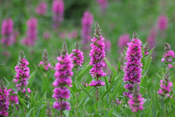 Tall pink, Purple loosestrife, Lythrum salicaria, in flower. Tall pink, Purple loosestrife, Lythrum salicaria, in flower. lythrum salicaria purple loosestrife stock pictures, royalty-free photos & images