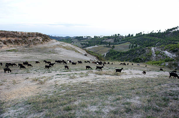 istock Herd of goats on Greek hillside 183261951