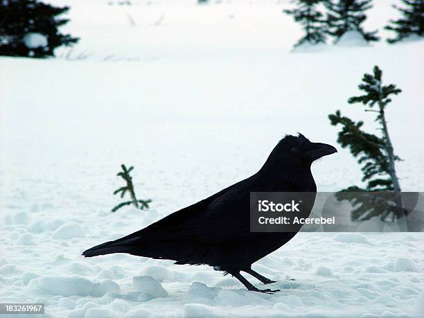 Raven В Профиль — стоковые фотографии и другие картинки В профиль - В профиль, Ворон, Время