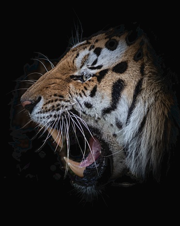 An angry Siberian tiger with its mouth open