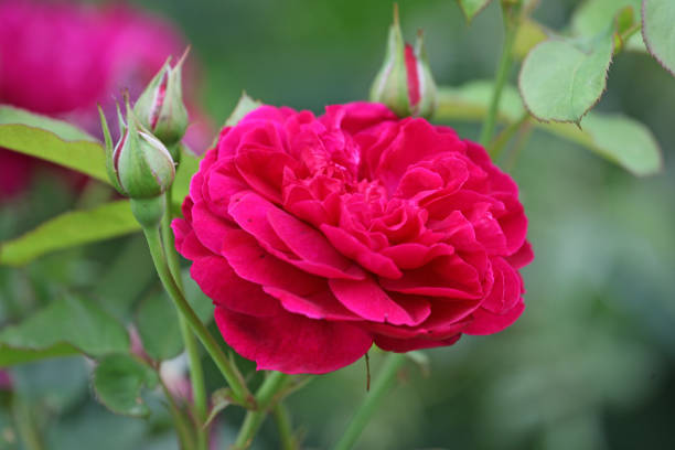 ciemnoróżowa róża krzewiasta 'darcey bussell' w rozkwicie. - bussell zdjęcia i obrazy z banku zdjęć