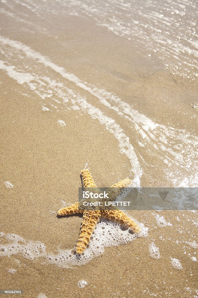 Star Fish Backgrounds Stock Photo