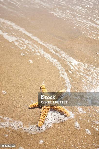 Star Fish Stock Photo - Download Image Now - Backgrounds, Beach, No People