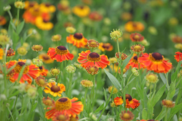 istock Orange and yellow Helenium 'Waltraut' sneezeweed in flower. 1832621289