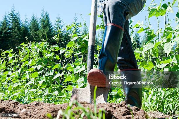 Person Arbeiten Im Garten Stockfoto und mehr Bilder von Ansicht aus erhöhter Perspektive - Ansicht aus erhöhter Perspektive, Arbeiten, Blumenbeet