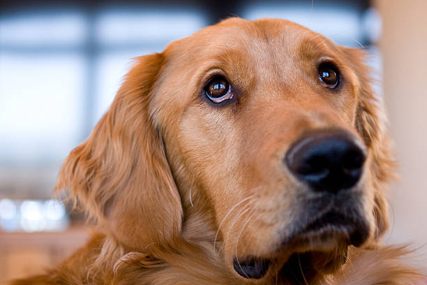 istock Golden Retriever Looking Out A Window 183262245