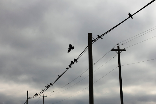 A group of crows perching on a wire.