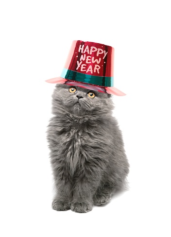 happy new year's hat and beautiful cat