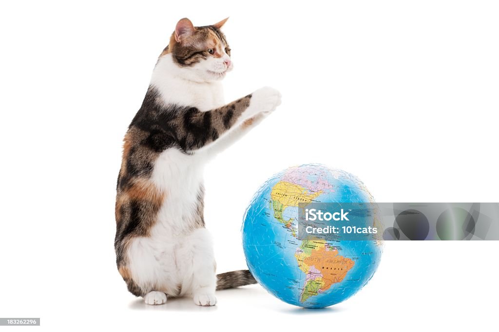 猫と世界 - アウトフォーカスのロイヤリティフリーストックフォト