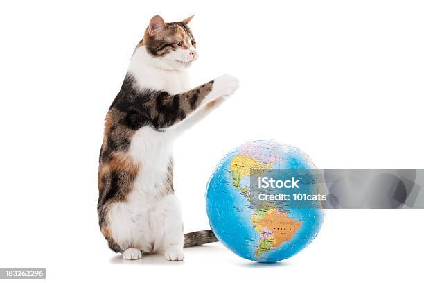 猫と世界 - アウトフォーカスのストックフォトや画像を多数ご用意 - アウトフォーカス, カットアウト, カラー画像