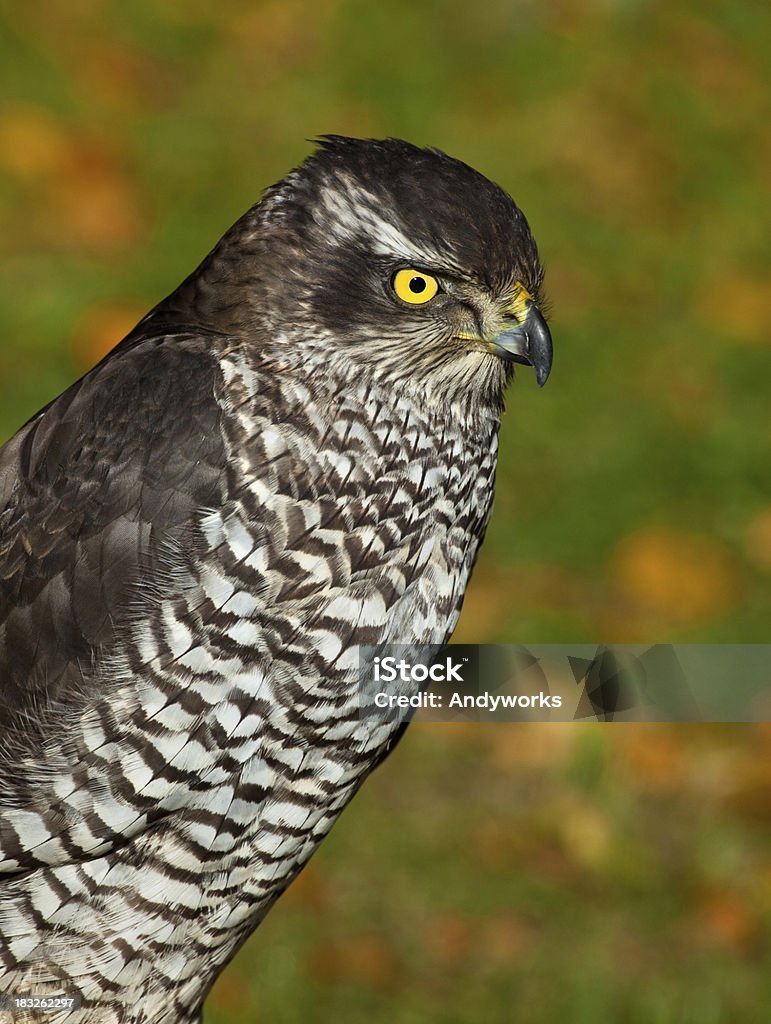 Nördlicher Habicht (Accipiter gentilis) - Lizenzfrei Einzelnes Tier Stock-Foto