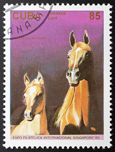 istock motive stamp Cuba - arabian horse 183262434