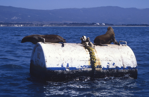 sea lions on a floating buoy in oily Santa Barbara waters in Southern California