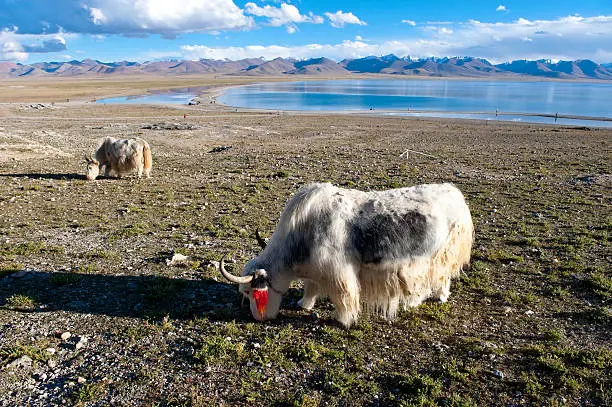 "White yak on the bank of Namtso Lake, Tibet"