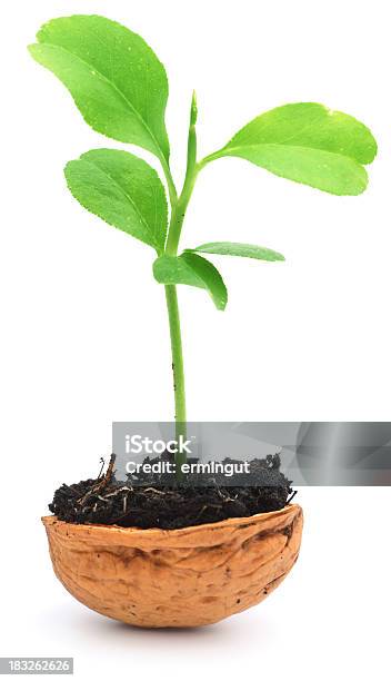 Pianta Crescente Dal Guscio Di Noce - Fotografie stock e altre immagini di Albero di limone - Albero di limone, Aperto, Aprire