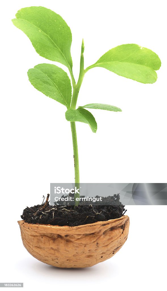 Planta crescente Casca de Noz - Royalty-free Aberto Foto de stock