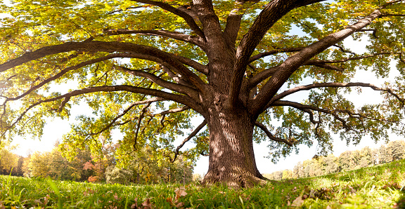 A large canopy of a colored Oak tree reaches over a late summer-meadow in a park, photographed from a low angle or frog's eye view. Bright sun rays shine through the tree's canopy from the left, illuminating the full scene with harmonic, warm light.
