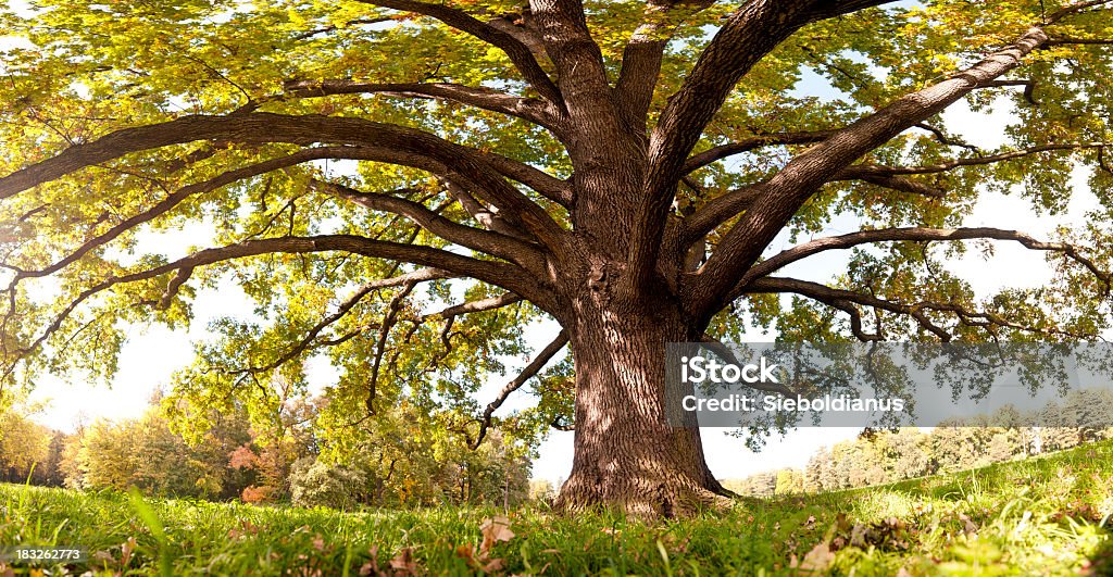 Oak tree in late summer, wide-angle panoramic (frog's eye view). A large canopy of a colored Oak tree reaches over a late summer-meadow in a park, photographed from a low angle or frog's eye view. Bright sun rays shine through the tree's canopy from the left, illuminating the full scene with harmonic, warm light. Oak Tree Stock Photo