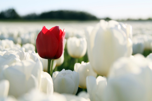 Pretty pink Tulip on a colourful and blurry Tulip field background. Photo taken at the Canadian Tulip Festival in Ottawa.