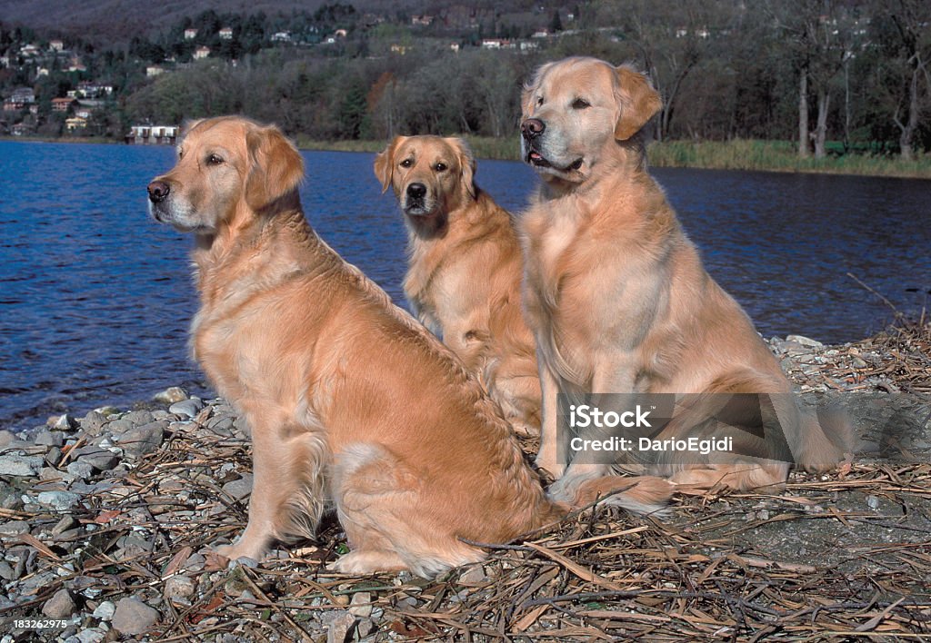 Animali cane golden retriever - Foto stock royalty-free di Cane