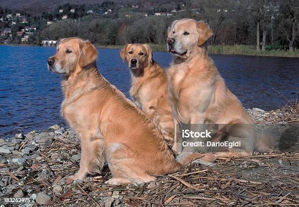 Animali Cane Golden Retriever - Fotografie stock e altre immagini di Cane - Cane, Cane di razza, Composizione orizzontale