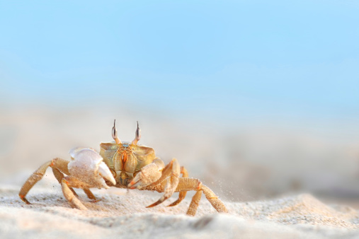 Crab on the sea shore heats on the sun. Crab on land. Marine resident crabs on the sea coast