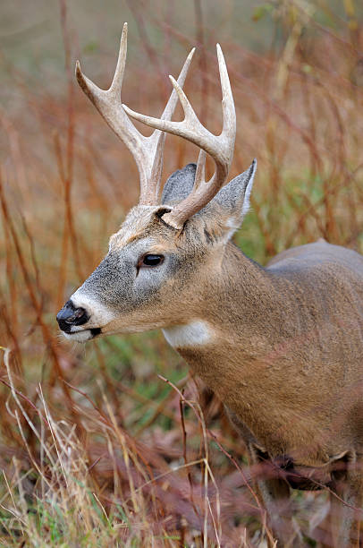 Whitetail Buck – Foto