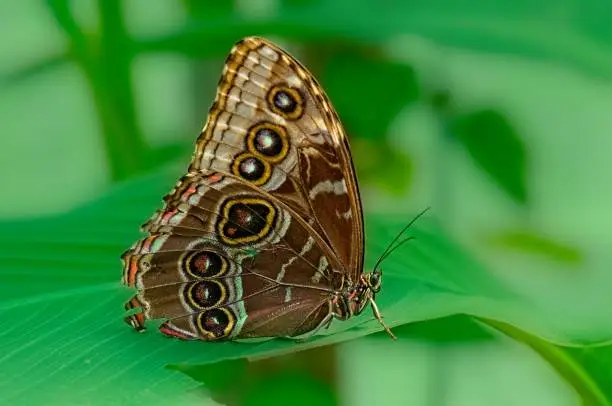 Photo of Giant Owl Butterfly