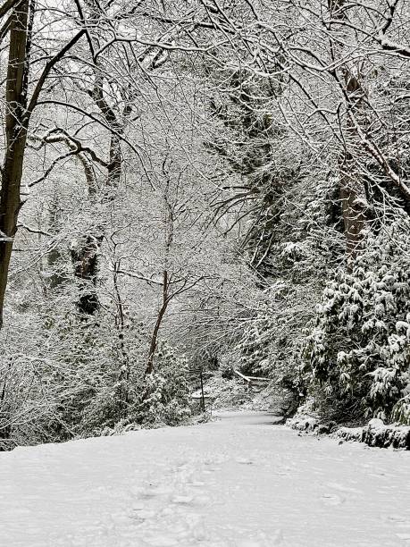 A snow landscape at Jesmond Dene in Newcastle Upon Tyne A snow landscape at Jesmond Dene in Newcastle Upon Tyne jesmond stock pictures, royalty-free photos & images