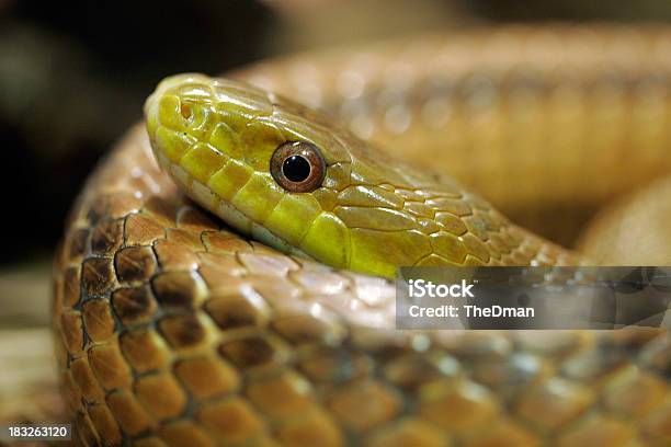 Photo libre de droit de Prêt À Tirer banque d'images et plus d'images libres de droit de Animaux de compagnie - Animaux de compagnie, Crocs - Dents des animaux, Danger