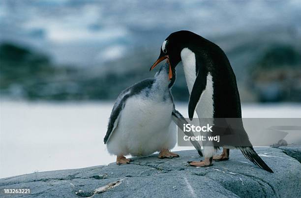 Feeding Penguin Stock Photo - Download Image Now - Animal, Animal Family, Antarctica