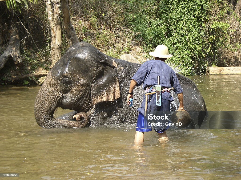 Elefante-India - Foto de stock de Adulto libre de derechos