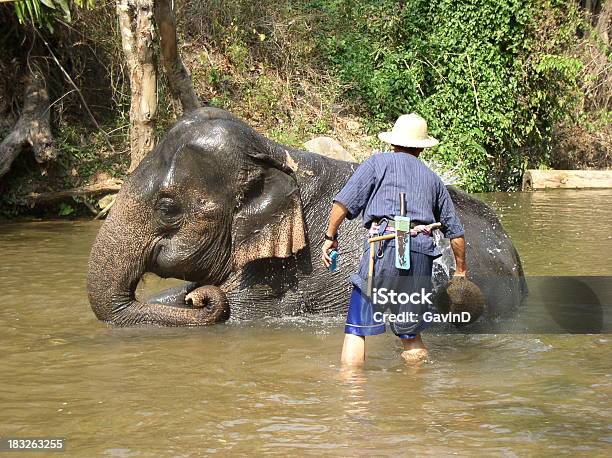 Elefanteindia Foto de stock y más banco de imágenes de Adulto - Adulto, Agua, Animal