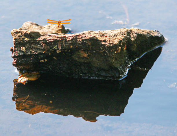 An orange dragonfly sitting on top of a rock in the water reflecting in a lake.