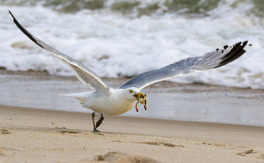 Close up of A seagull with a crab in it's mouth on the beach with the Atlantic Ocean in the background.